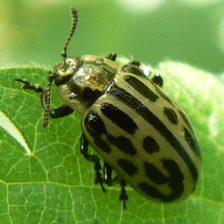 Chrysomela vigintipunctata Chrysomela vigintipunctata
